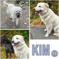 KIM -selbstbewusste Maremmano Hündin, Hündin zur Adoption