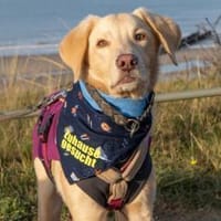 Lucio - wartet in 45549 Sprockhövel, Hund zur Adoption