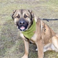 Schenkst du Lincoln ein Zuhause?, Hund zur Adoption