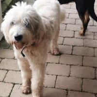 Akai sucht ein aktives Zuhause, Hund zur Adoption