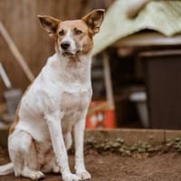 Darf Draga bei dir einziehen?, Hündin zur Adoption