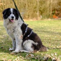 Bero wartet schon lange auf ein Zuhause, Hund zur Adoption