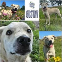 GUSTAV * gezähmter -schwerer Junge-, Hund zur Adoption