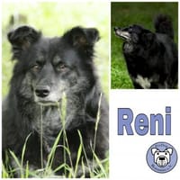 RENI ** gemütlich brav verträglich, Hündin zur Adoption