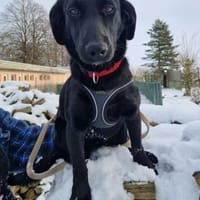 Polla eine schwarze Schönheit, Hündin zur Adoption