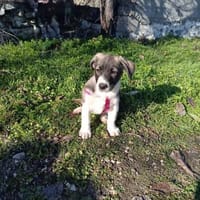 Adem ein bezauberndes Kerlchen, Hund zur Adoption