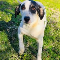 Momo ein freundlicher Rüde, Hund zur Adoption