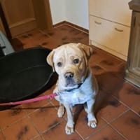 Bobby sucht ein ruhiges Zuhause, Hund zur Adoption