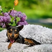 Apollo ❤, Hund zur Adoption