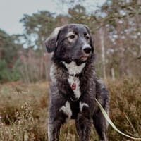 Drops sucht seine Menschen, Hund zur Adoption