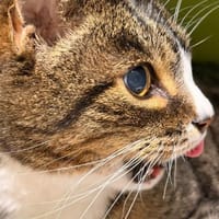 Bärbel, Katze zur Adoption