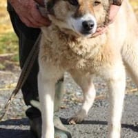 Khana - sehr kinderlieb u. verschmust, Hündin zur Adoption