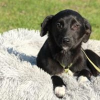 Lino unser kleiner Prinz.., Hund zur Adoption