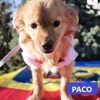 Paco, Hund zur Adoption
