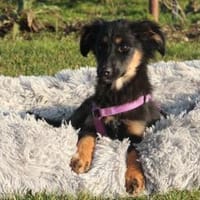 Hundemädchen Lani sucht ihr Glück..., Hündin zur Adoption