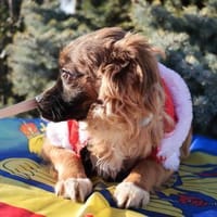 Tailo, Hund zur Adoption