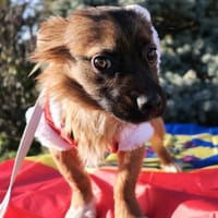 Jose, Hund zur Adoption