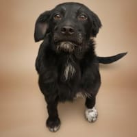 LINA 💛💛💛 sanft und liebenswert, Hündin zur Adoption