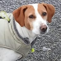 Arancina - wartet in 59387 Ascheberg, Hündin zur Adoption