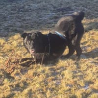 Labrador-Mix TiM ❤ jetzt in Zittau, Hund zur Adoption