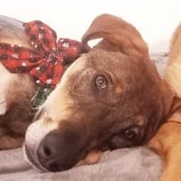 Charlie - großer Herzensbrecher, Hund zur Adoption