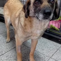 SHANIA - in 52355 Düren, Hündin zur Adoption