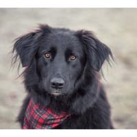 Princess - wartet in 99310 Arnstadt, Hündin zur Adoption