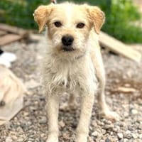 Freundlicher Miso sucht seine Menschen, Hund zur Adoption