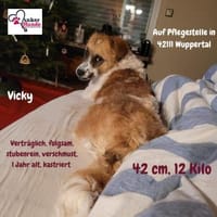Vicky sucht ihr Für-Immer-Zuhause! 💖🐾, Hündin zur Adoption