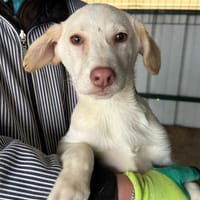 Vanilla - Familienhund mit Herz, Hündin zur Adoption