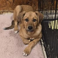 JARAH - verschmuste und liebe Hündin, Hündin zur Adoption