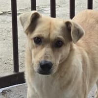 ACANI - liebe verschmuste Hündin, Hündin zur Adoption