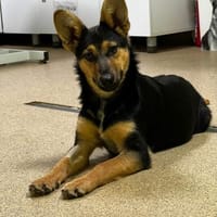 Dora - intelligente Schäferhündin, Hündin zur Adoption