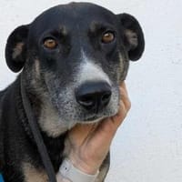 🐾Leyla  eine treue Freundin fürs Leben, Hündin zur Adoption