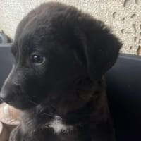 Pünktchen - verspielter Sonnenschein, Hündin zur Adoption