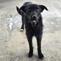 Maddy ❤ liebes soziales Hundemädchen, Hündin zur Adoption