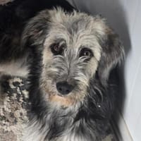 Sia ❤ herzliche wuschelige Fellnase, Hündin zur Adoption