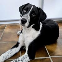 Paolino sucht Familienanschluss, Hund zur Adoption