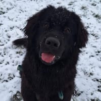 VITO, chien à adopter