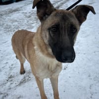 ESMEE, chienne à adopter