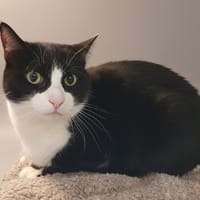 KIKO CHA, chat à adopter