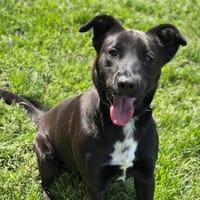 Freya CAA13311, chienne à adopter