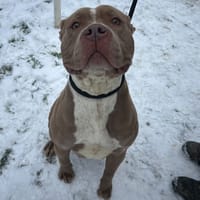 ABBY, chienne à adopter