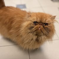 PUMPKIN, chatte à adopter