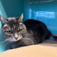 BIGOUDI, chat à adopter