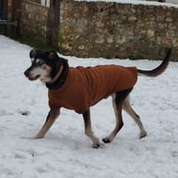 vic, chien à adopter