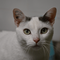 Pompon, chat à adopter