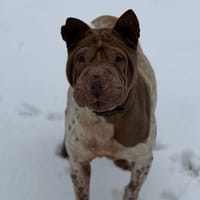 Nutella CAA14554, chienne à adopter