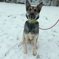 Nova, chien à adopter