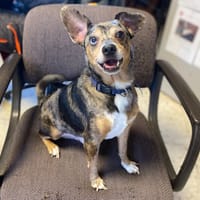 MASTOC, chien à adopter